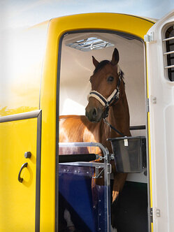 Cheval brun dans van jaune Pegasus Style avec porte latérale ouverte | © Humbaur GmbH